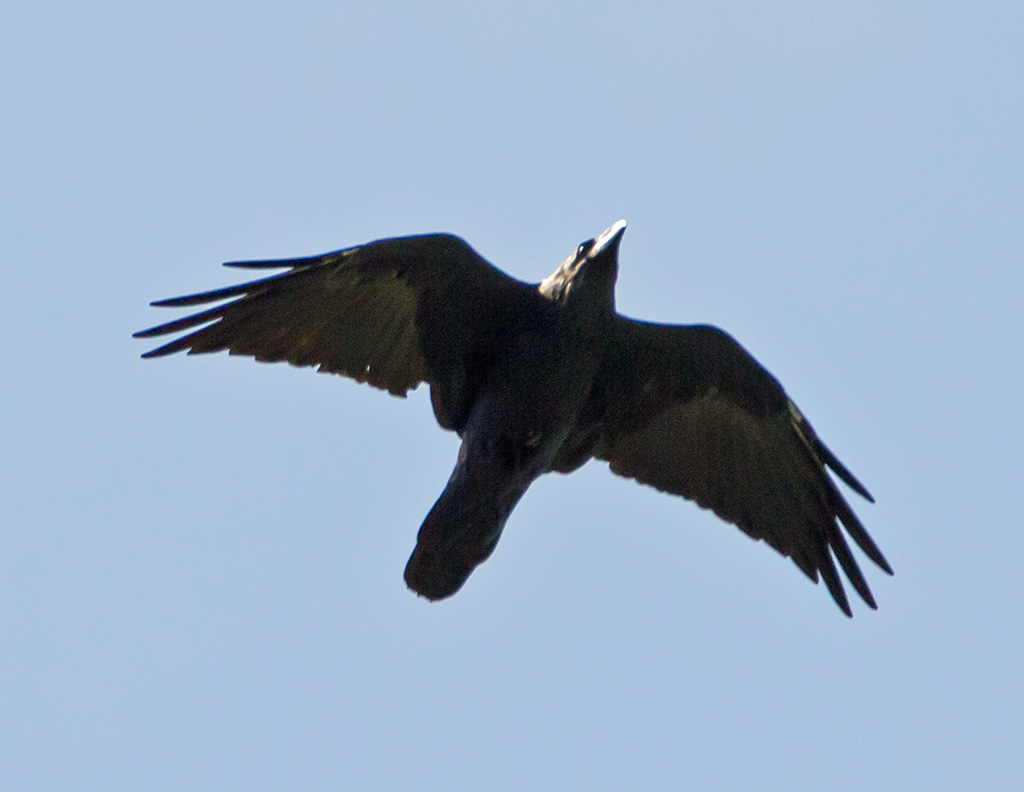 Corvus corax_4404